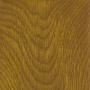 Zlatý dub Golden oak
